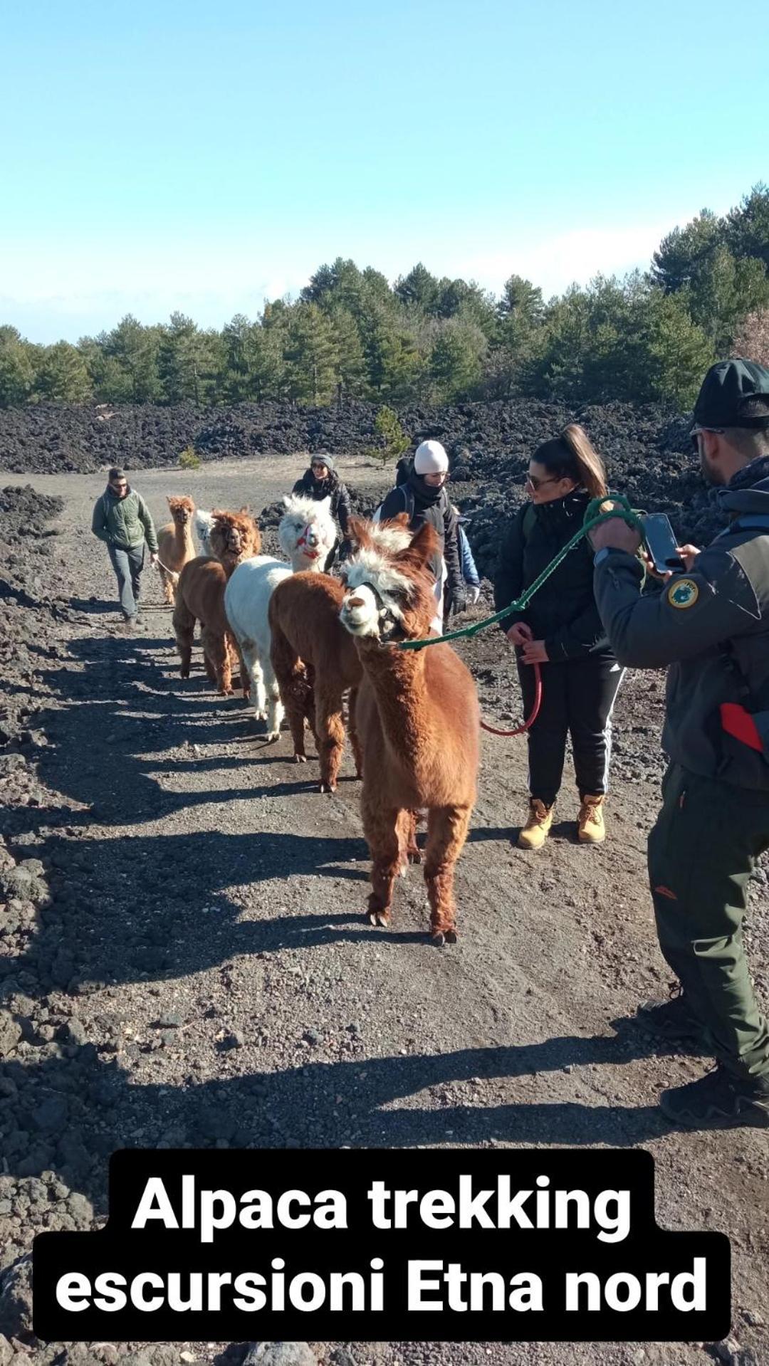Alpaca Etna Rooms Da Mariagiovanna Лингуаглоса Екстериор снимка