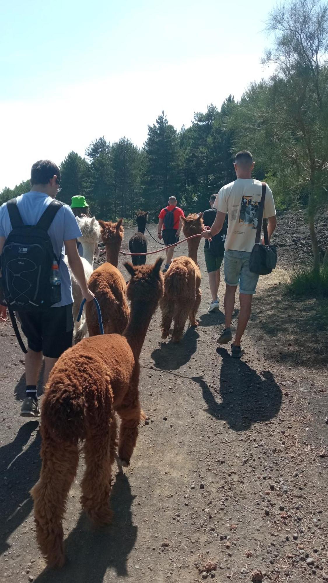 Alpaca Etna Rooms Da Mariagiovanna Лингуаглоса Екстериор снимка