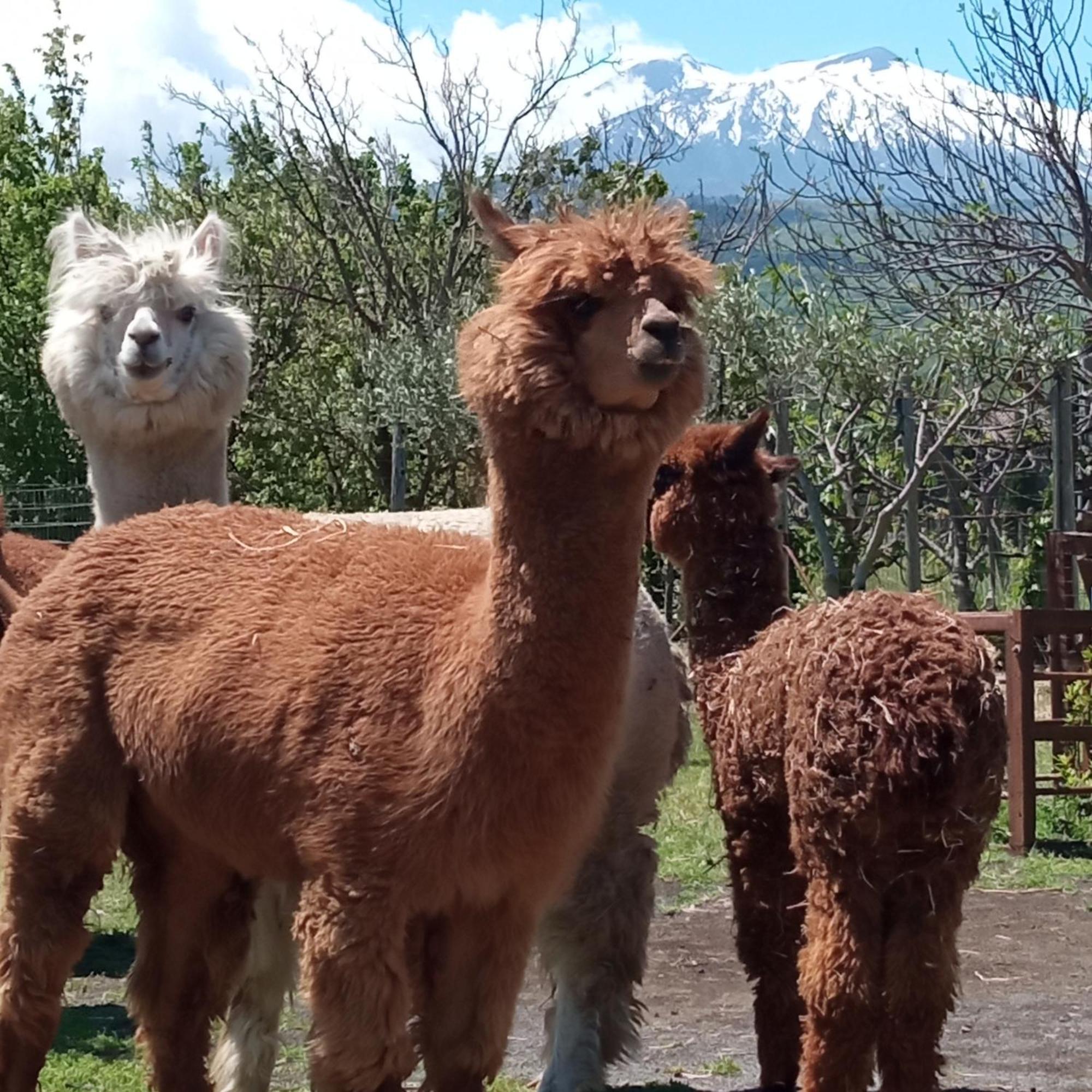 Alpaca Etna Rooms Da Mariagiovanna Лингуаглоса Екстериор снимка