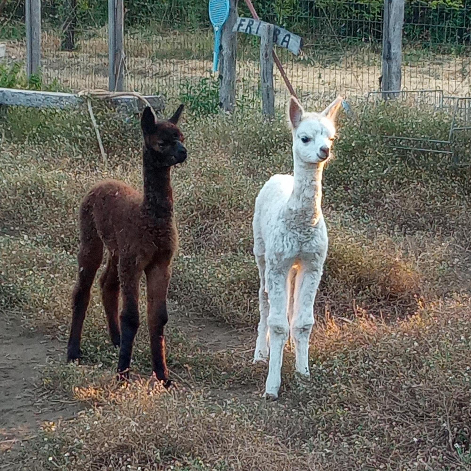 Alpaca Etna Rooms Da Mariagiovanna Лингуаглоса Екстериор снимка